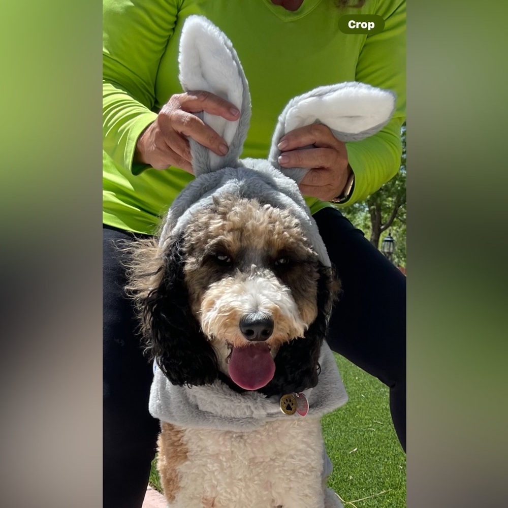 Bunny Costume Pet Apparel